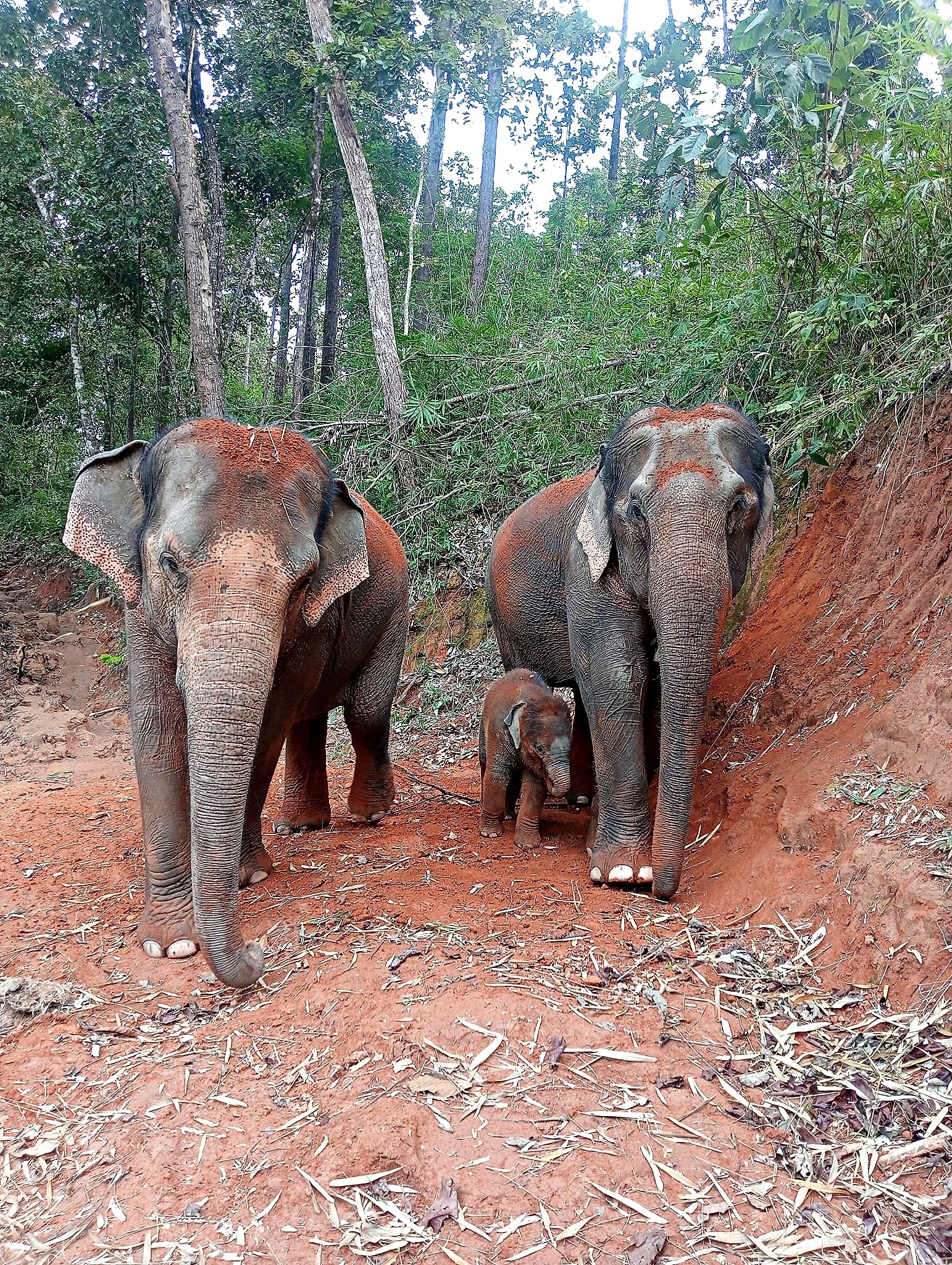 Elephant family in the forest at Mae Taeng
